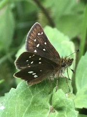 Piruna polingii