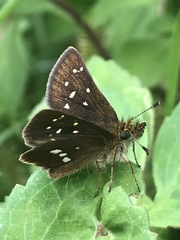 Piruna polingii