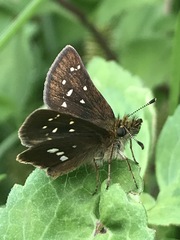 Piruna polingii