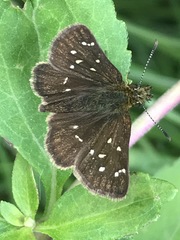Piruna polingii