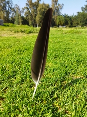 Vanellus chilensis chilensis