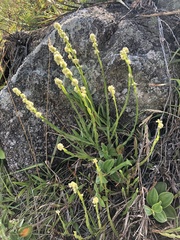 Baccharis subtropicalis