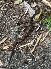 Bothrops jararacussu