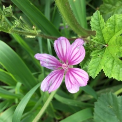 Malva sylvestris