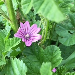 Malva sylvestris