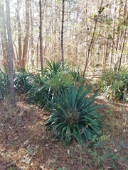 Yucca gloriosa tristis