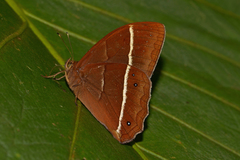 Parataygetis lineata