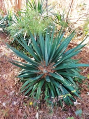 Yucca gloriosa tristis