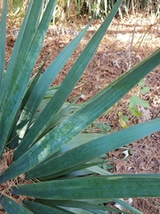 Yucca gloriosa tristis