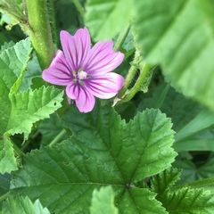 Malva sylvestris