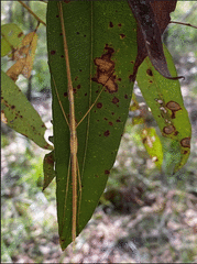 Austrosipyloidea carterus