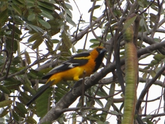 Icterus gularis