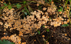 Marasmius