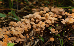 Marasmius