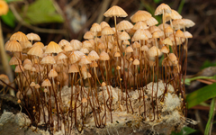 Marasmius