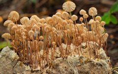 Marasmius