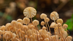 Marasmius