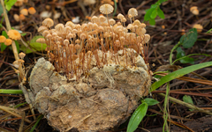 Marasmius