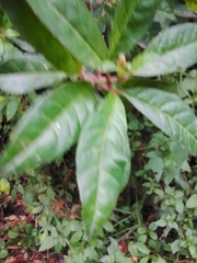 Ardisia japonica