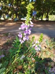 Galega officinalis