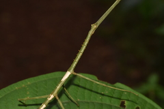 Phanocloidea muricata