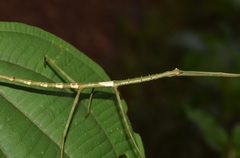 Phanocloidea muricata