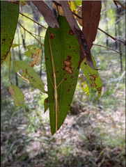 Austrosipyloidea carterus