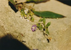 Chaenorhinum villosum