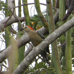 Melanerpes aurifrons