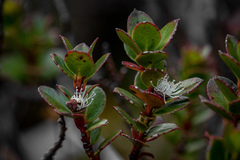 Eucalyptus vernicosa