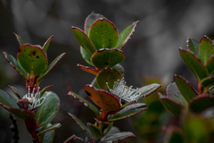 Eucalyptus vernicosa
