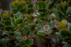 Eucalyptus vernicosa
