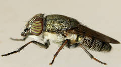 Stomorhina subapicalis