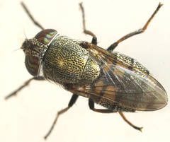 Stomorhina subapicalis