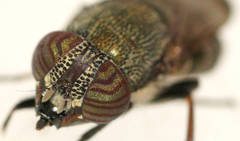 Stomorhina subapicalis