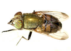 Stomorhina subapicalis