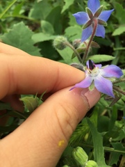 Borago officinalis