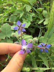Borago officinalis