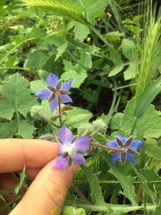 Borago officinalis