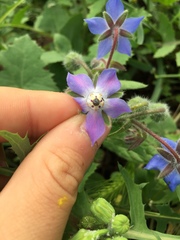 Borago officinalis