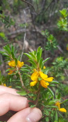 Pultenaea villifera