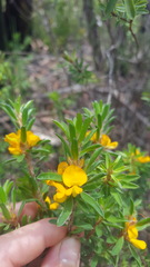 Pultenaea villifera