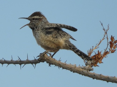 iNaturalist observation photo of Cactus Wren