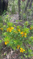 Pultenaea villifera
