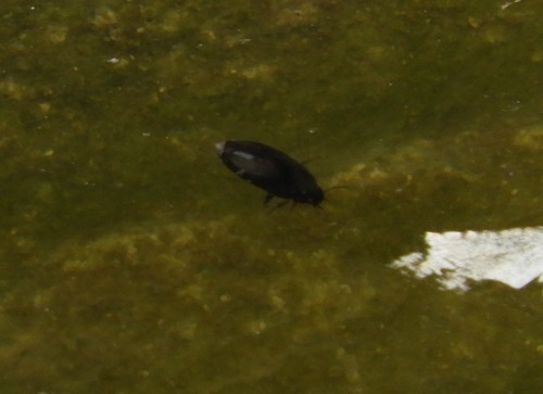 iNaturalist observation photo of Predaceous Diving Beetles