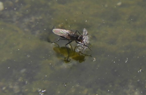 iNaturalist observation photo of Lispe