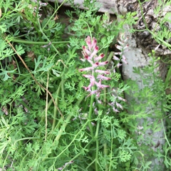 Fumaria officinalis