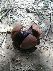 Prosopanche americana