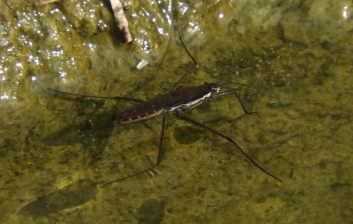 iNaturalist observation photo of North American Common Water Strider