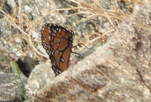 iNaturalist observation photo of Queen